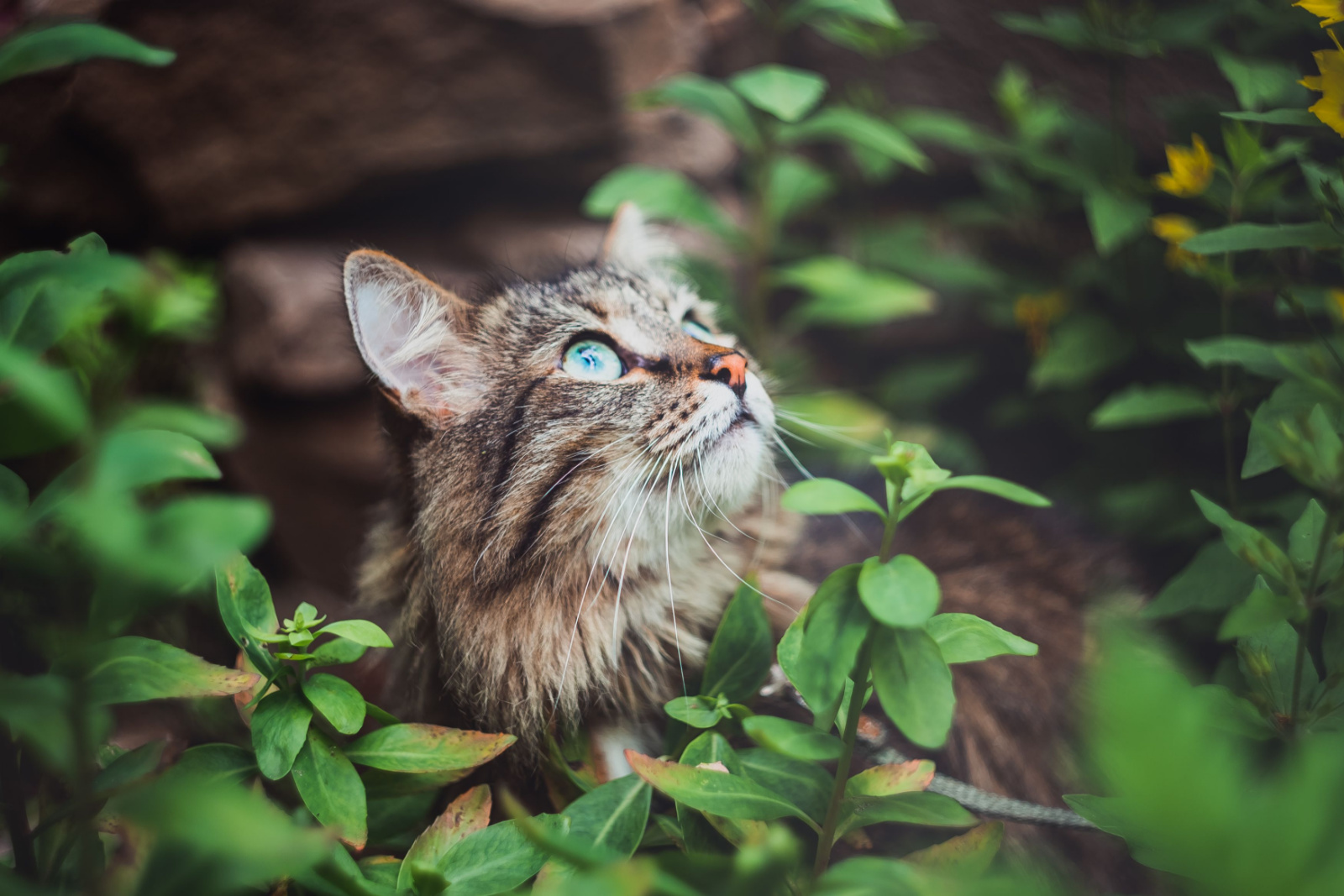 Een tabbykat zit in de tuin en kijkt omhoog