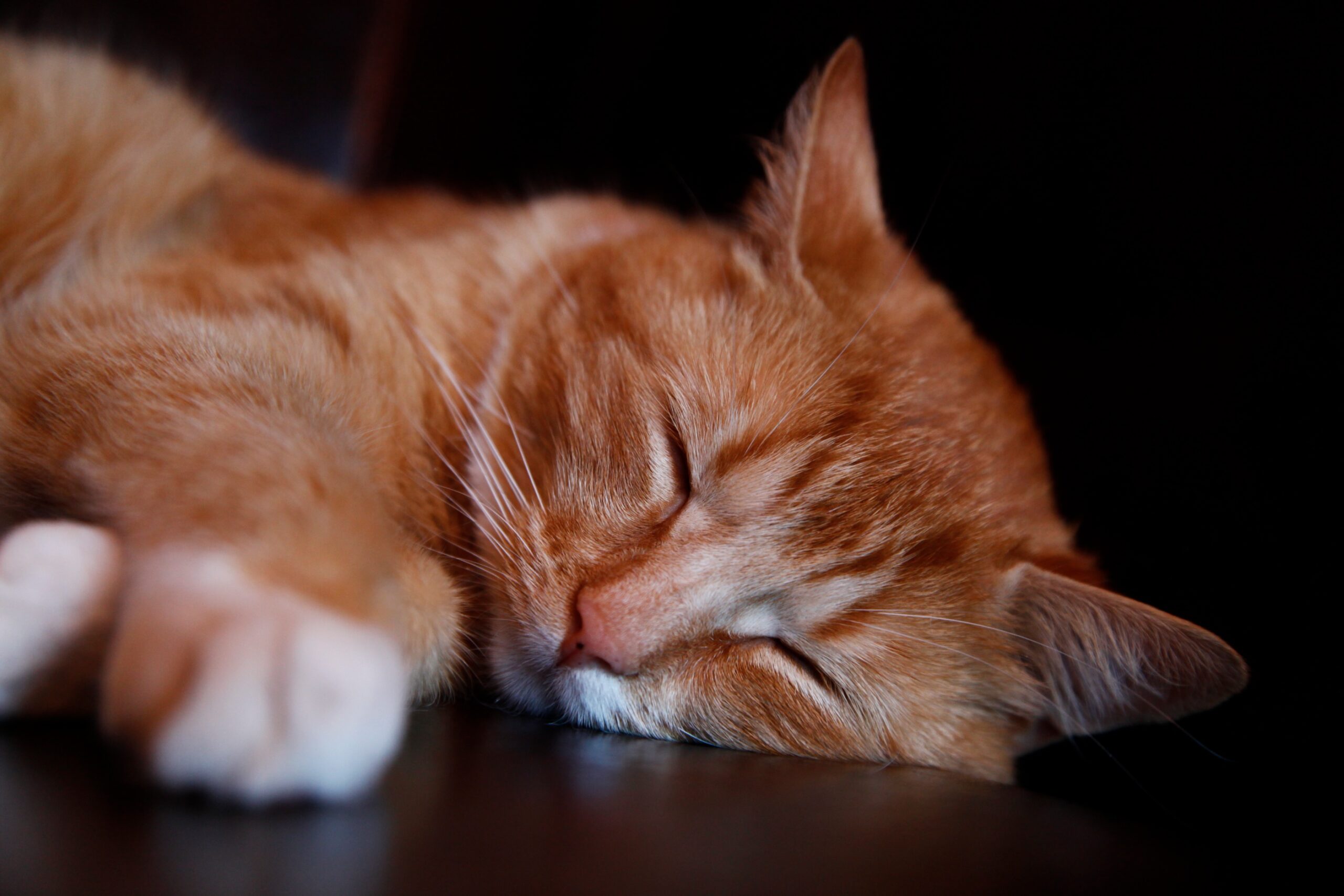 Oranje kat slapen