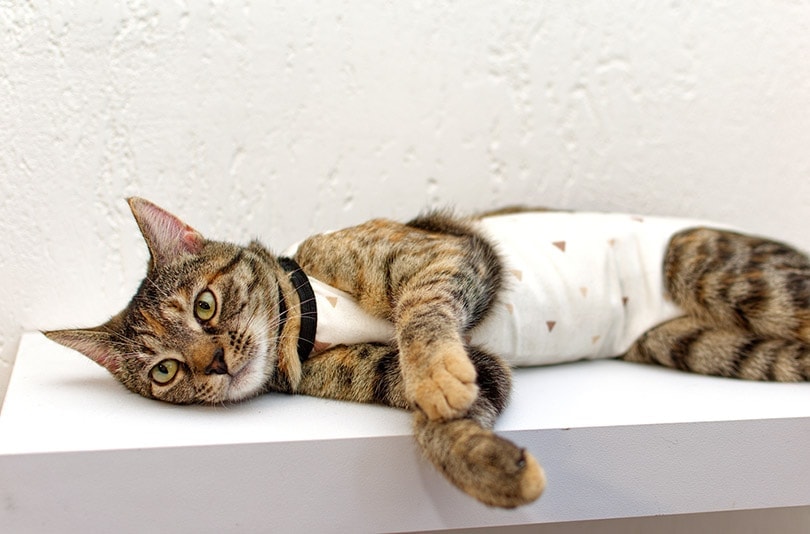 een tabbykat in een medische deken na castratieoperatie