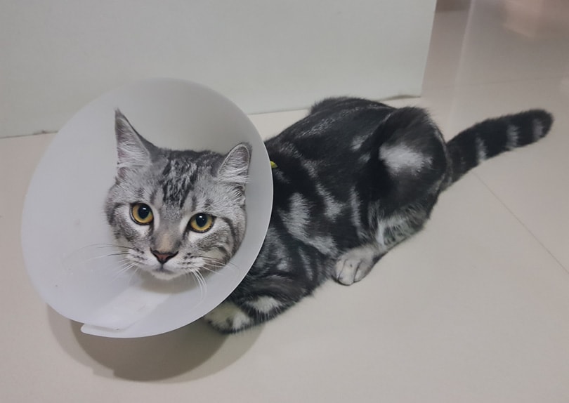 een kat na castratie met elizabeth halsband