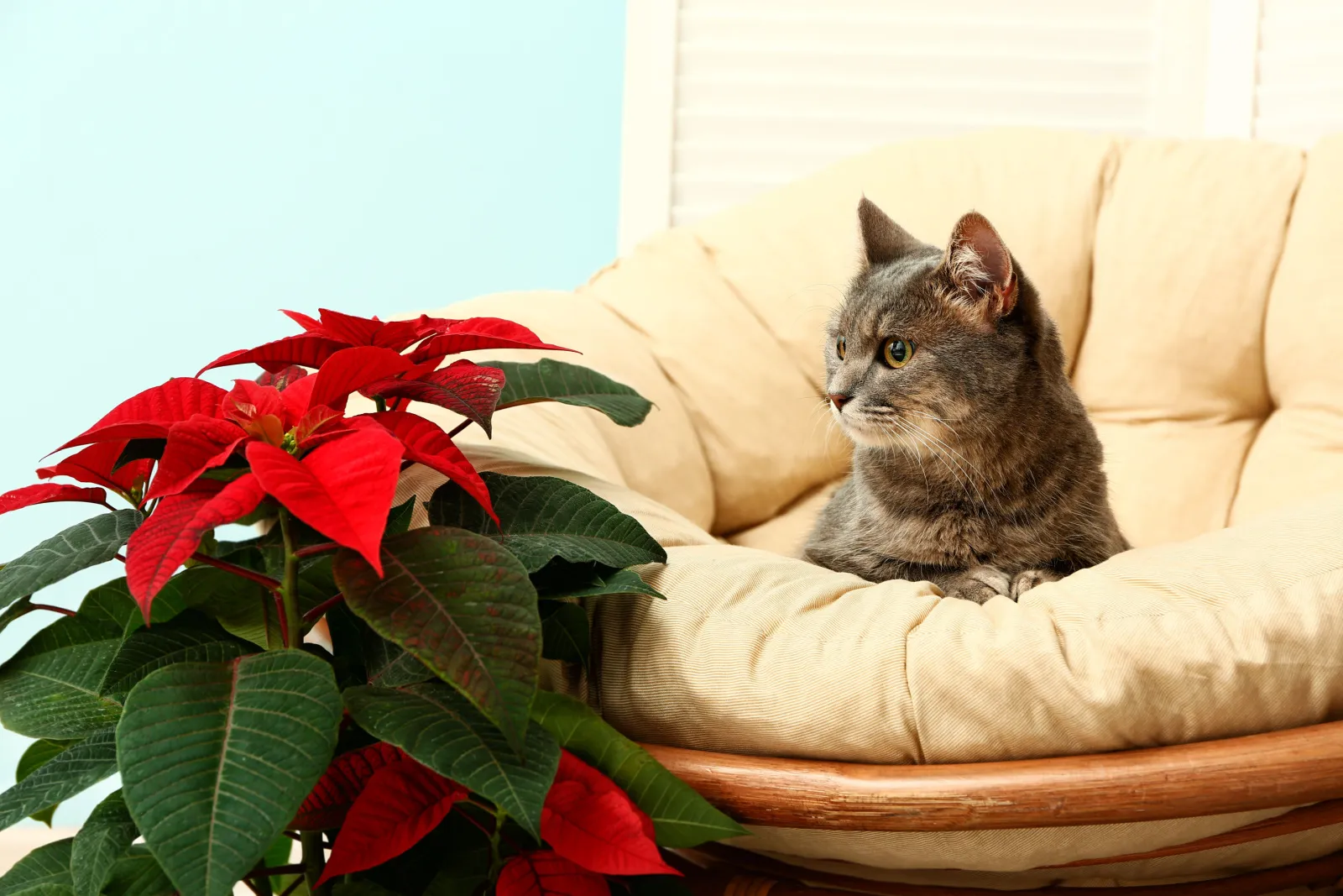 kat zit op fauteuil en kijkt naar kerstbloem poinsettia