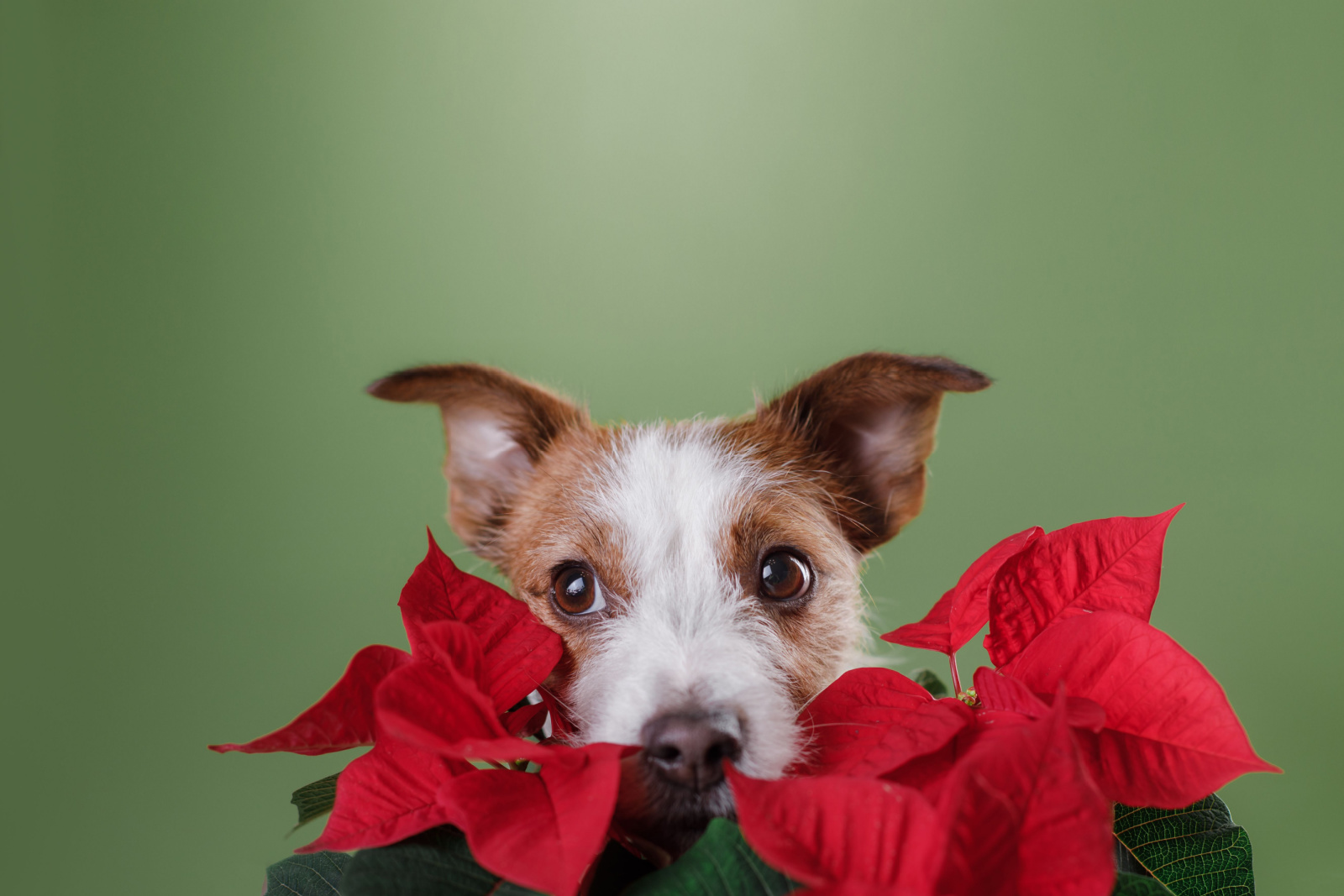 jack russell hond met een rode bloem poinsettia.