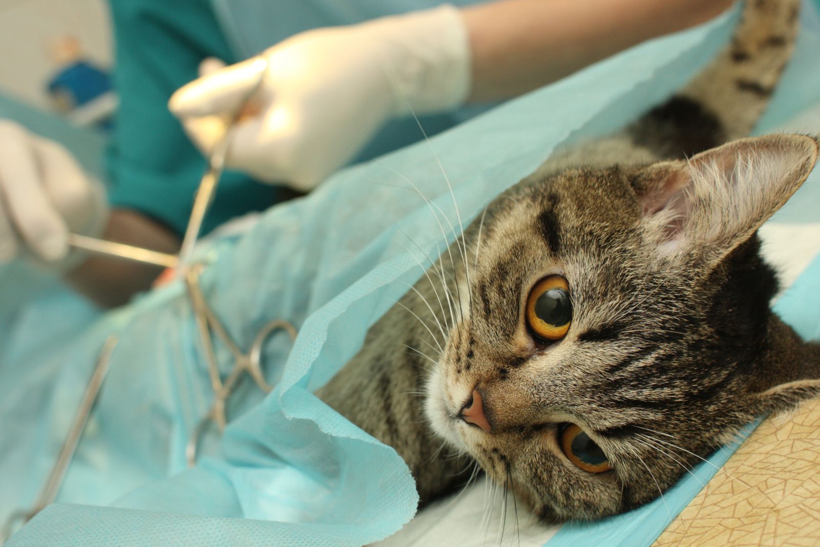 kat die een operatie ondergaat bij de dierenarts