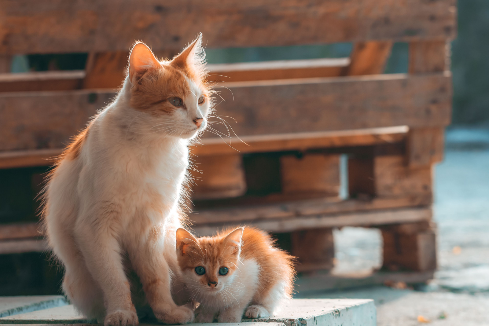 Bang klein wit en rood katje knuffelt aan kat