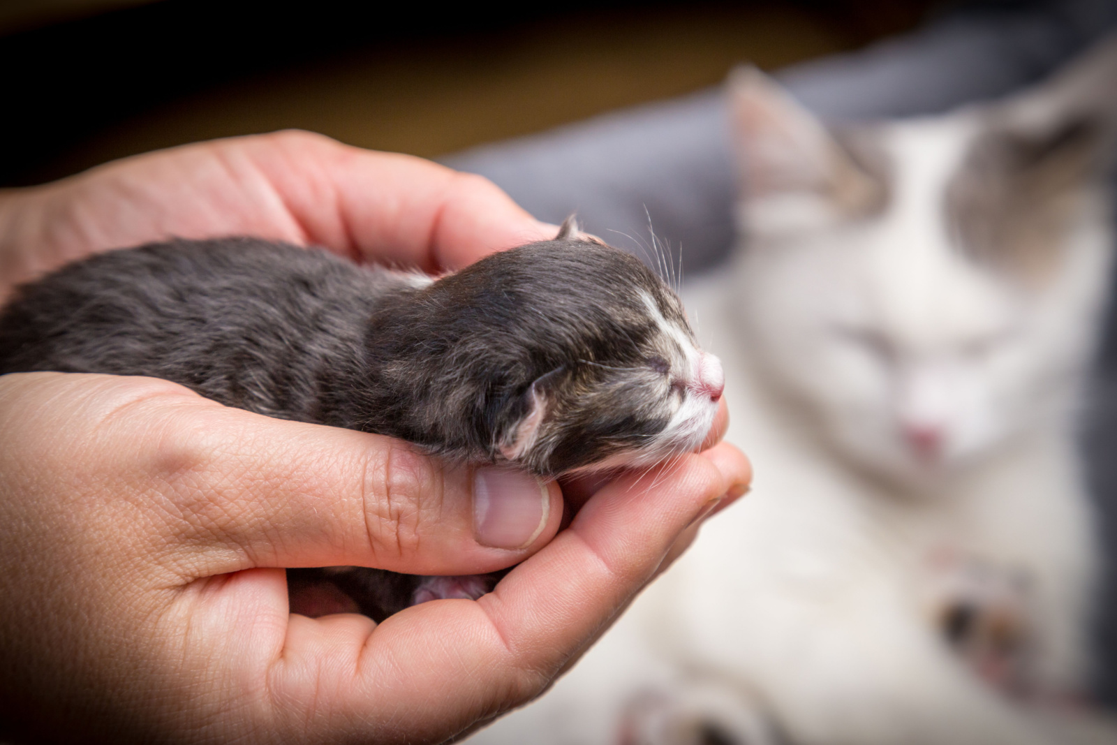 Schattig klein tabby pasgeboren kitten dat in vrouwenhanden slaapt