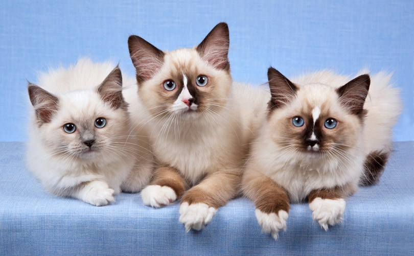3 Ragdoll kittens op een rij op blauwe achtergrond