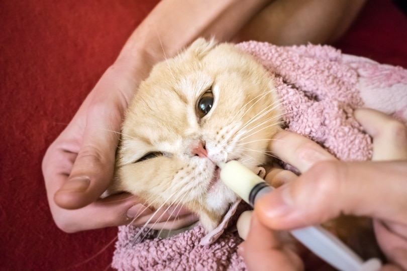 Een medicijn dat aan een kat wordt gegeven