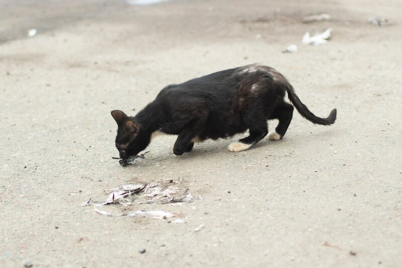 Zwerfkat die afval eet, kat verloor haar in rug en staart, parasieten
