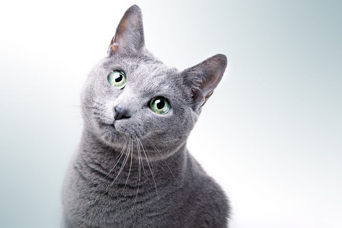 Beste kattenvoer voor Russische blauwe katten