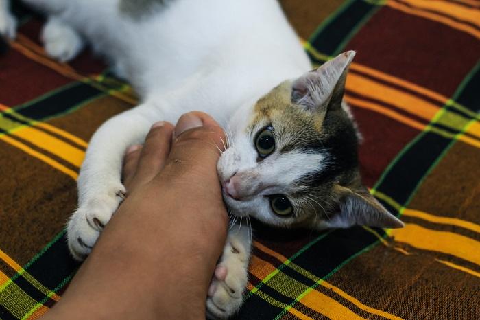 Een speels beeld van een kat met zijn tanden die zachtjes de voeten van een persoon vastgrijpen, wat een luchtig en interactief moment van katachtig gedrag laat zien.