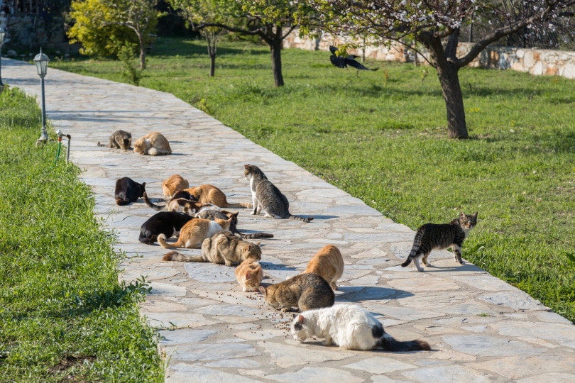 verwilderde katten eten in de park_Murat An