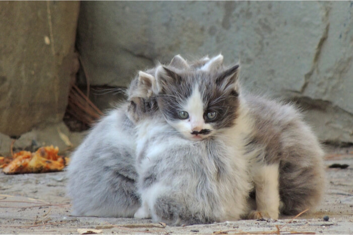 Verwilderde kittens