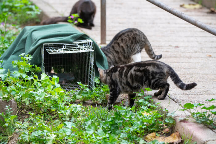 Verwilderde katten in de buurt van TNR-val