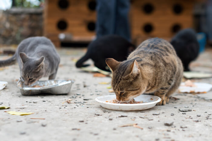 Verwilderde katten eten