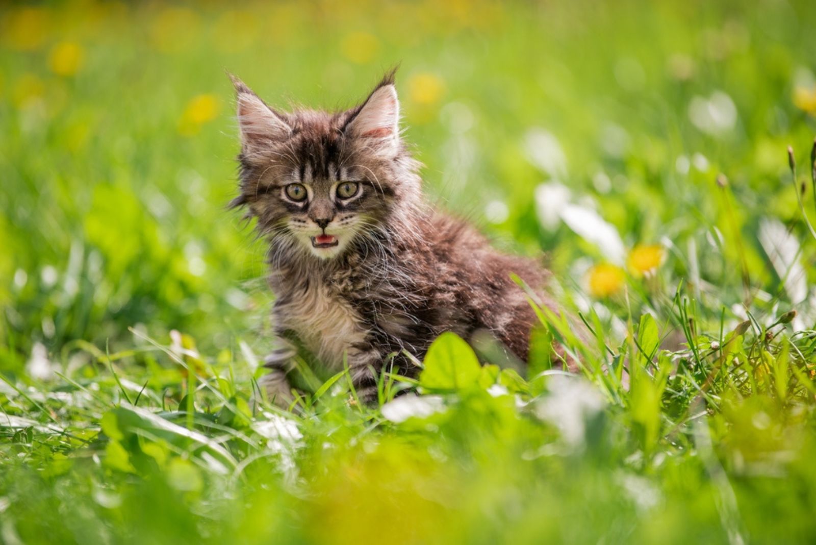 kat Maine Coon staat in de tuin op het gras en miauwt