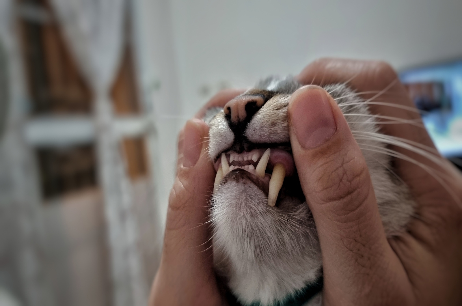kat met rood tandvlees