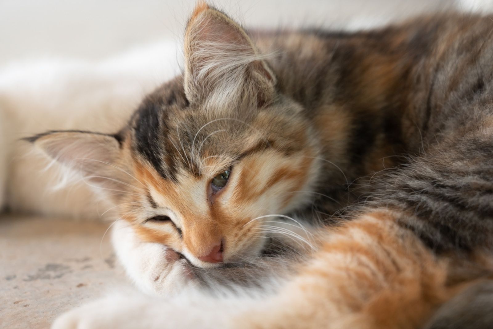 schattig kitten ziet er ziek uit tijdens het leggen