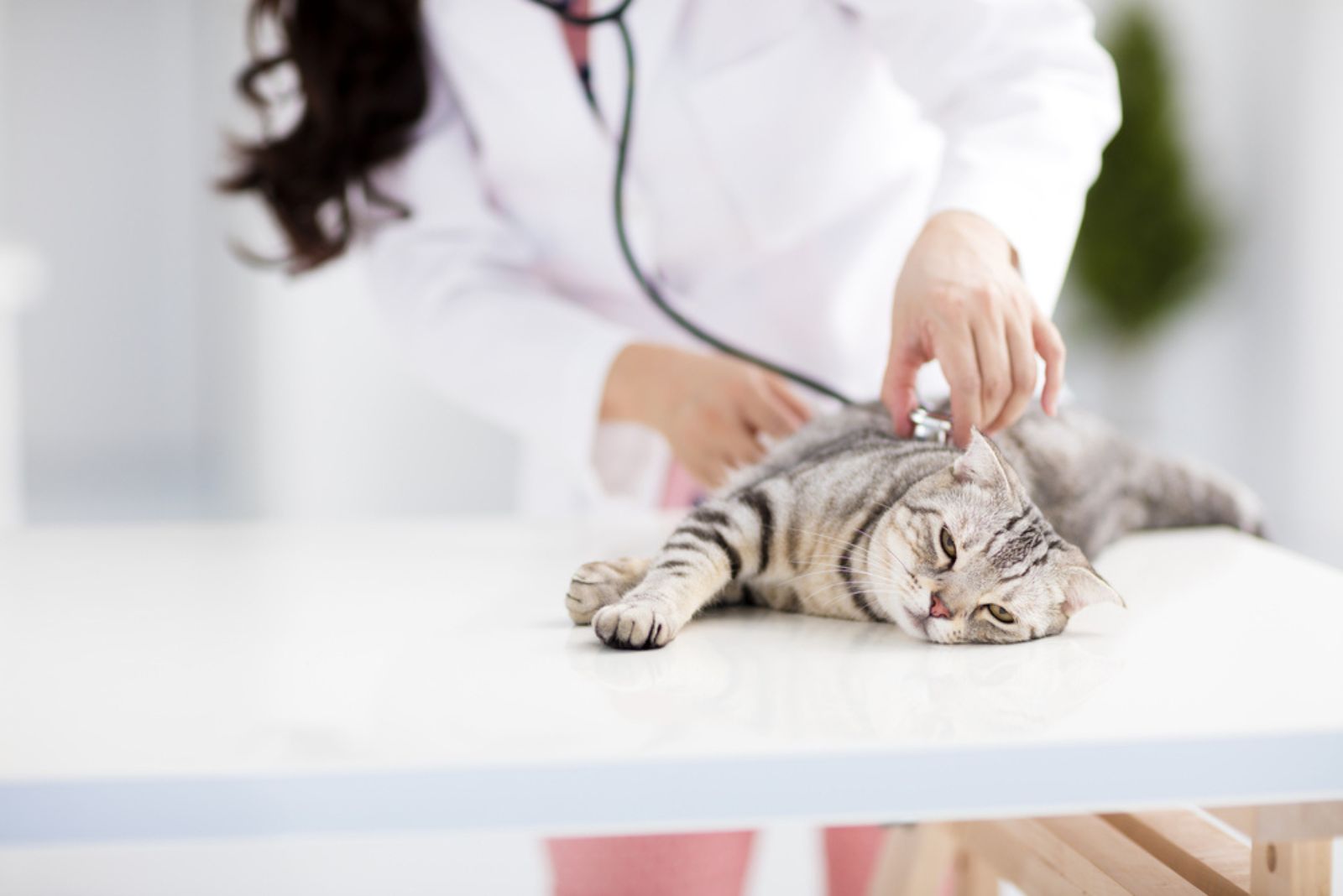 vrouwelijke dierenarts arts met kat