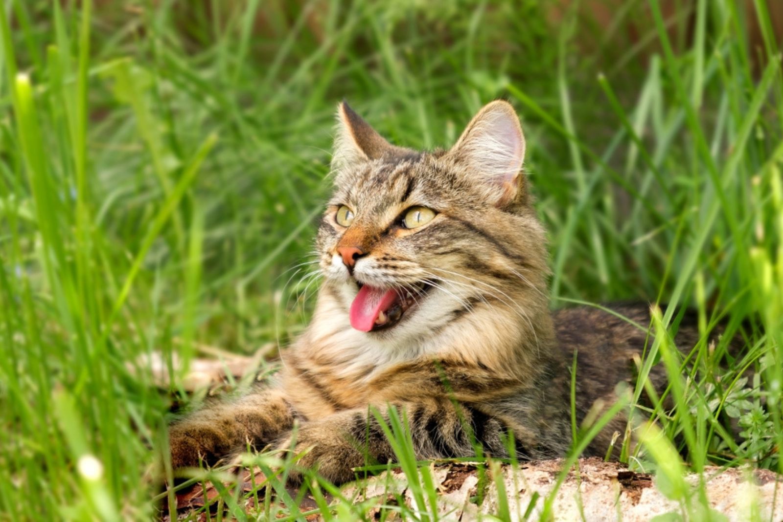 Kat kwijnt weg in de hitte liggend op de grond met zijn tong naar buiten