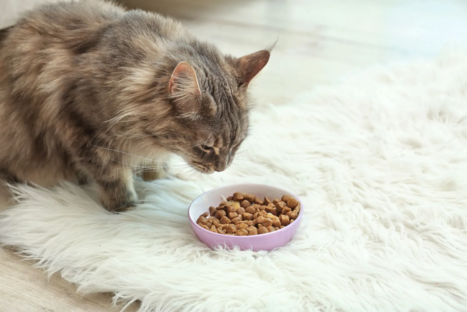 Maine Coon kat in de buurt van kom met voedsel op donzig tapijt thuis
