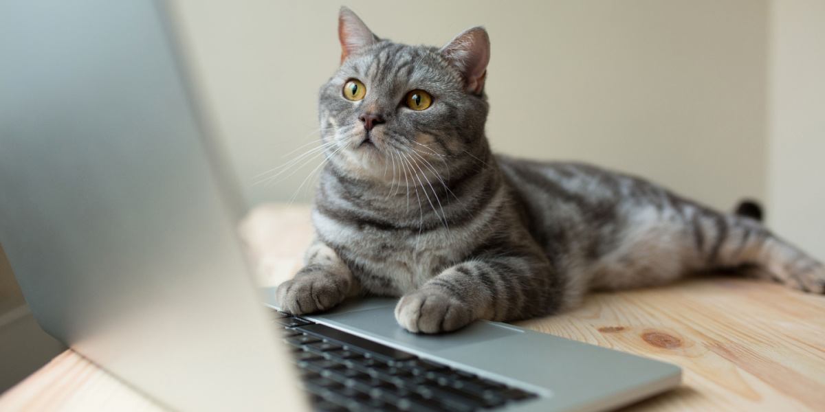 kat die naar de laptop kijkt