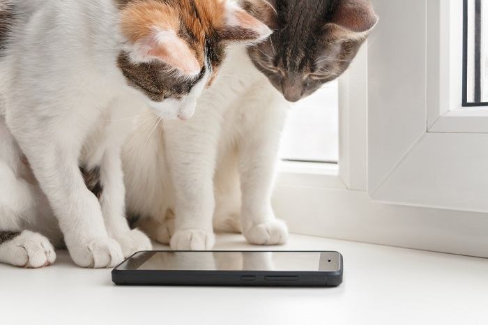twee katten die naar mobiele camera kijken