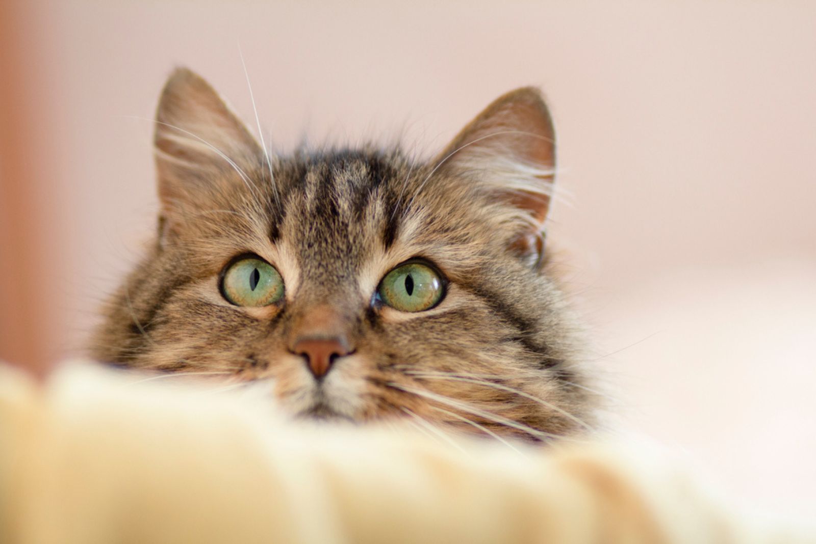  schattige Siberische kat kijkt uit vanachter meubels