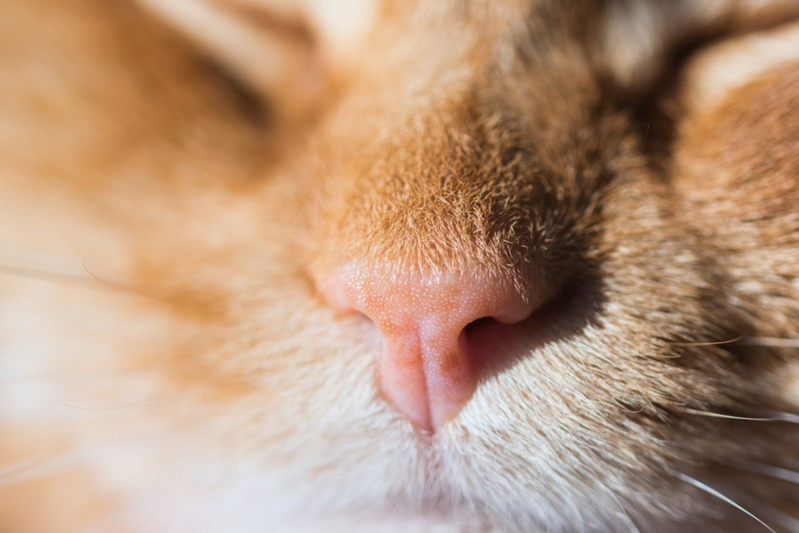 Schattige roze en sproetige neus van een slapende kat 
