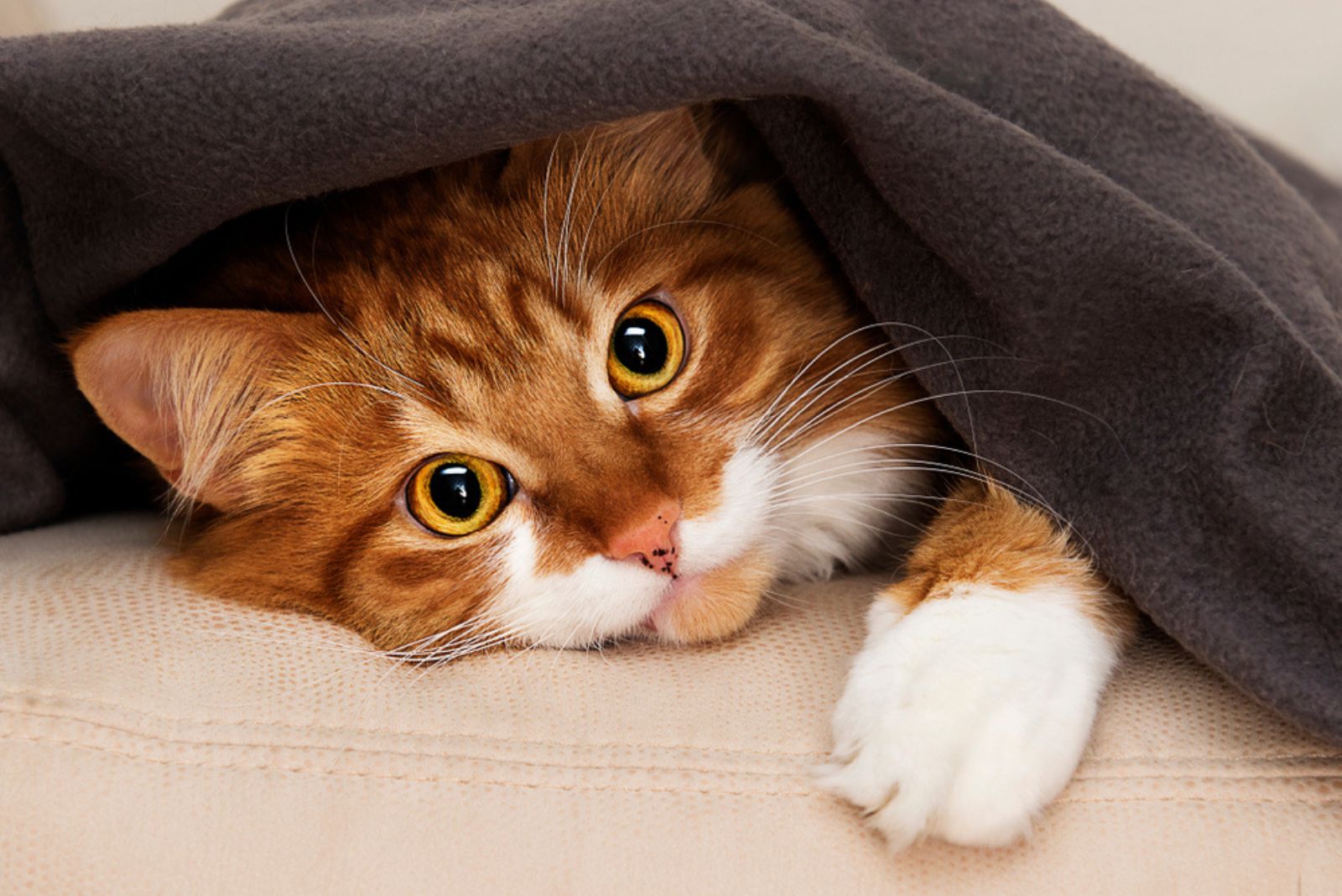 kat gluurt van onder de deken