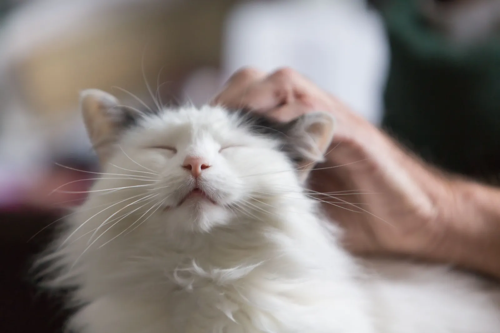 Cat Family Pet Emotionele ondersteuning Dier in de schoot van een oudere man
