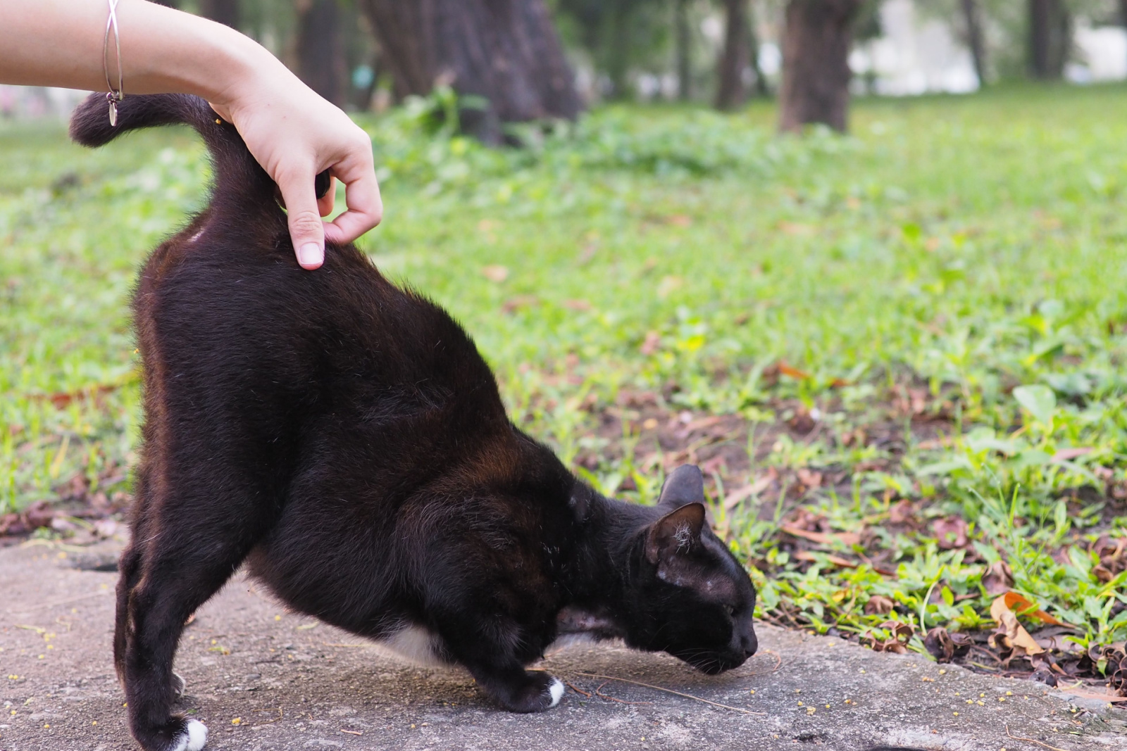 Een zwarte kat die geniet wanneer de eigenaar aan de basis van zijn staart krabt