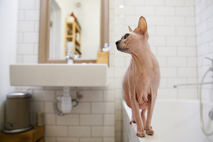 kat in het bad