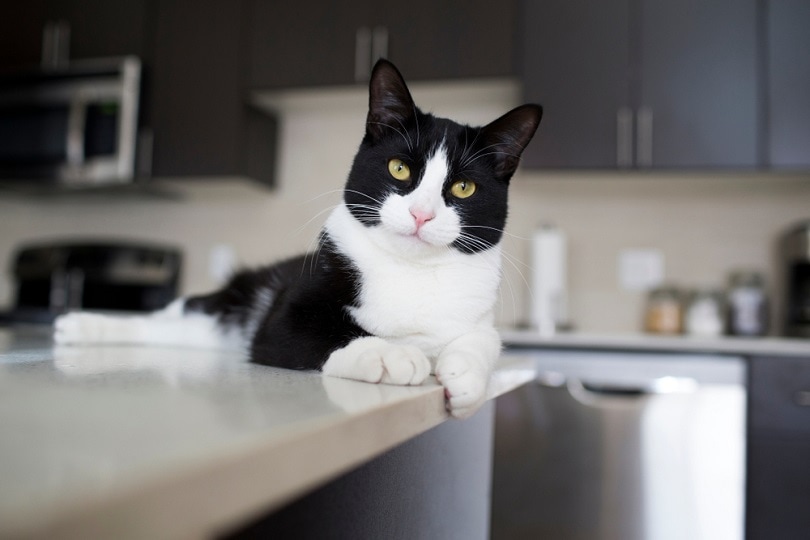 Zwart-witte huiskat liggend op moderne kitchen_Sarah McGraw_shutterstock