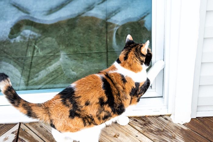 kattenpoot aan de deur