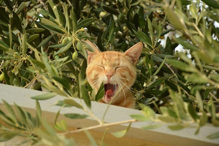 gapende kat in olijfboom