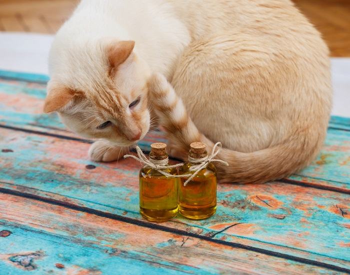 kat die naar olijfolie kijkt