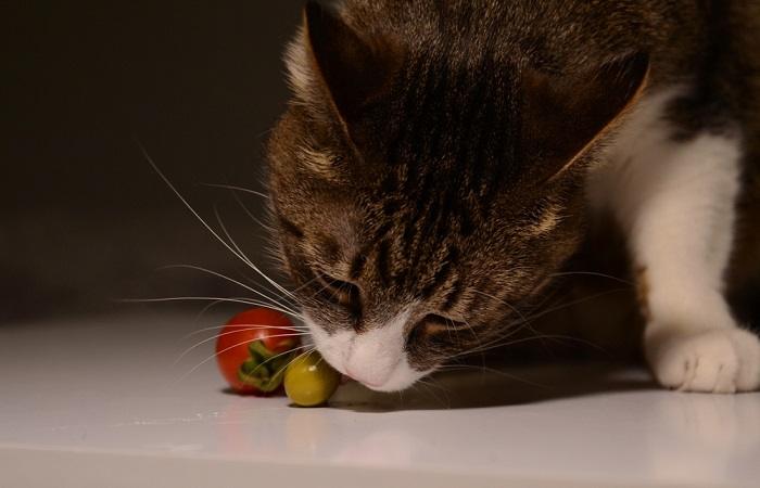 kat die olijven en tomaat eet