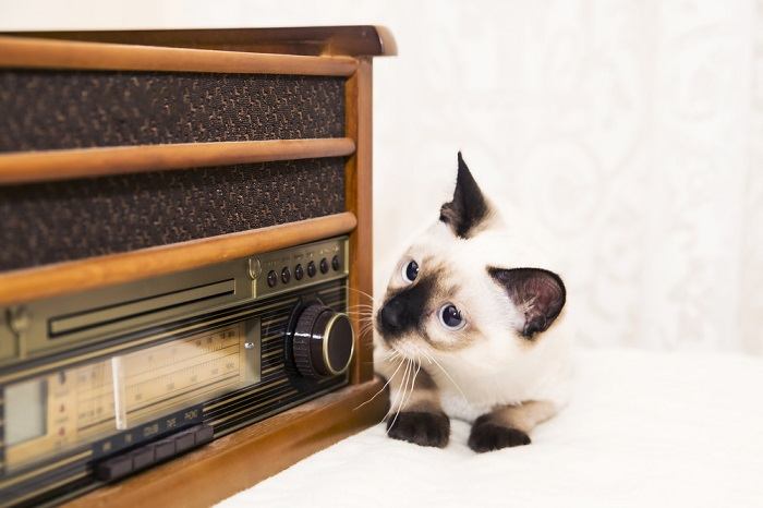 Kat die naar een radio kijkt.