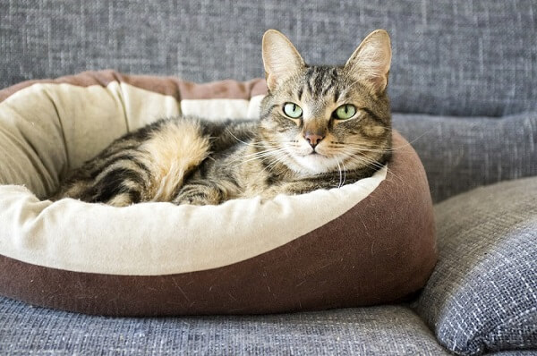Kat in een bed.