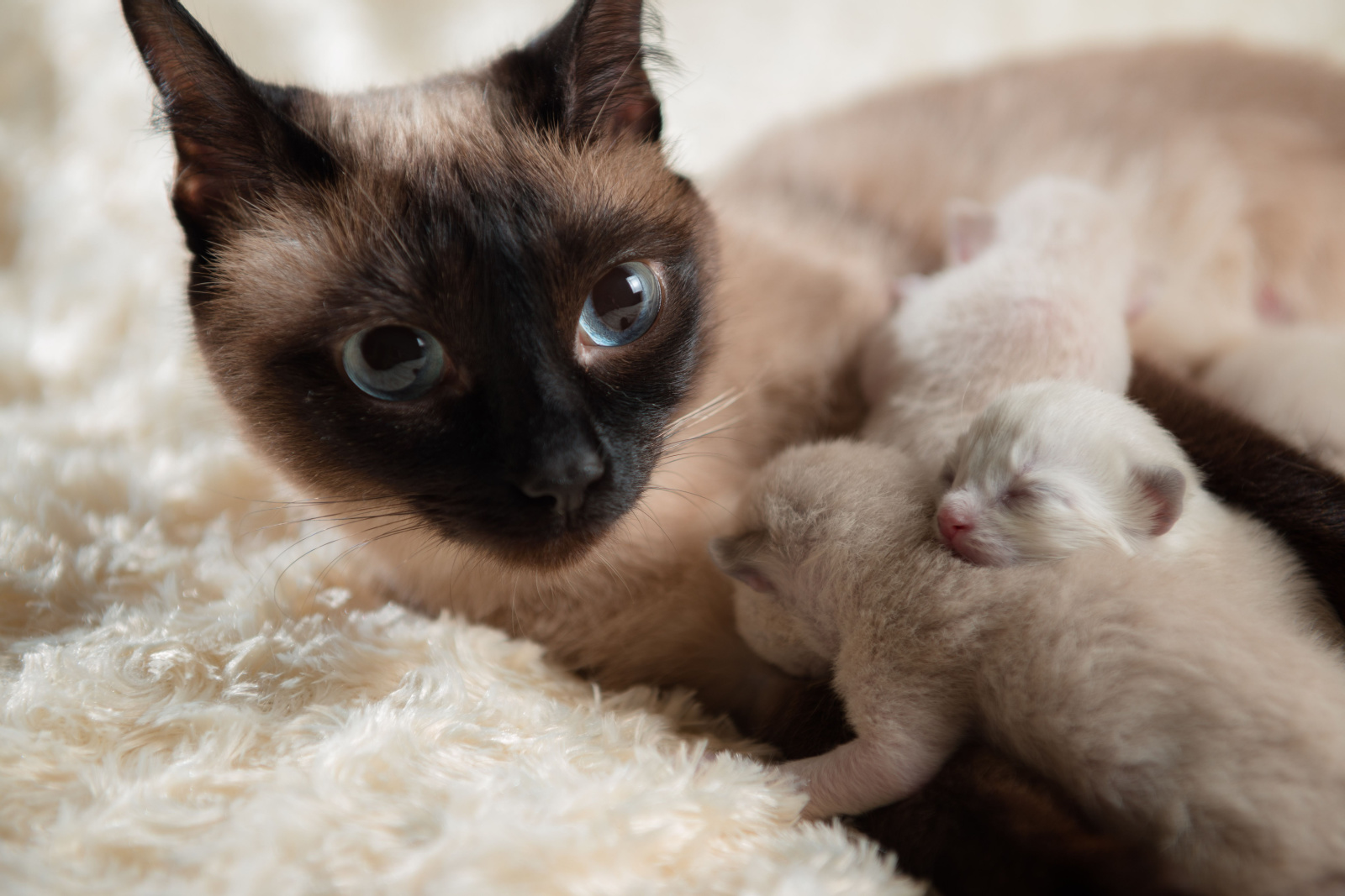 Siamese kat en pasgeboren kittens