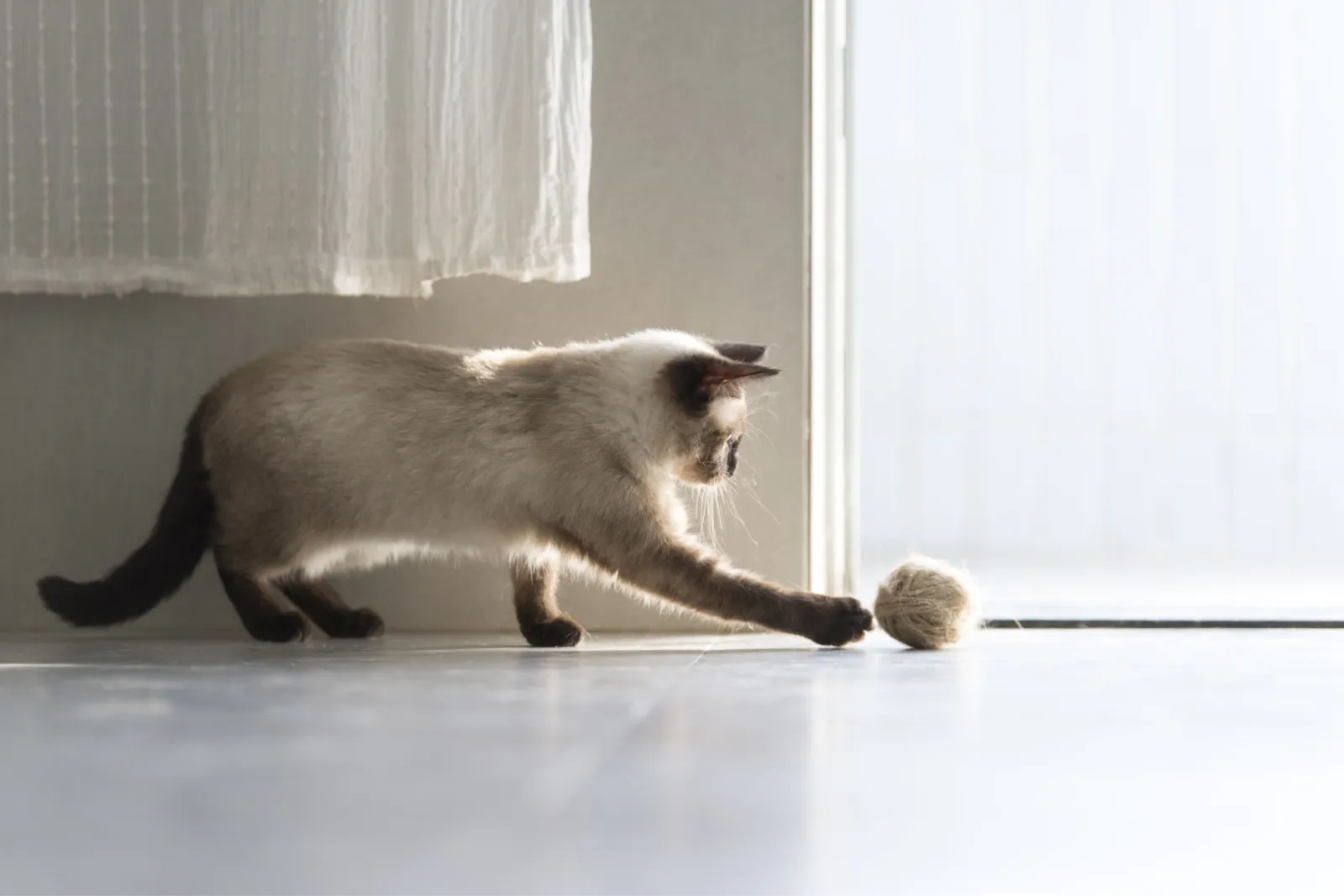 schattige siamese kat spelen met een bal garen