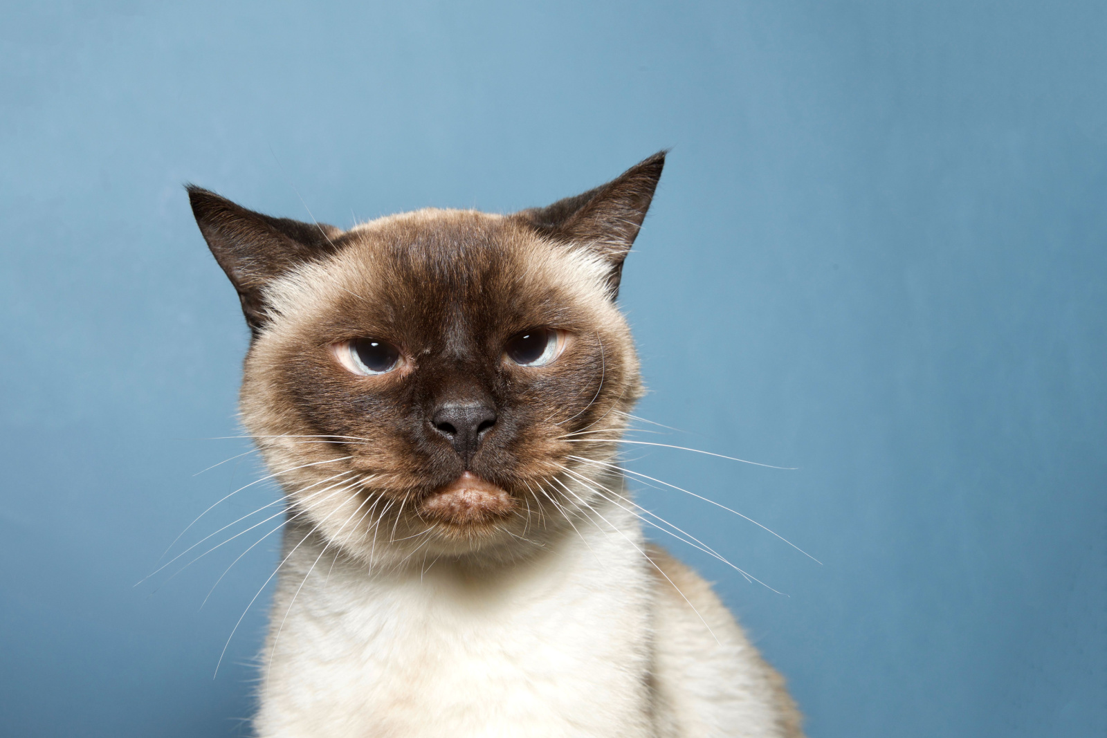 Portret van een oudere Siamese kat, 16 jaar oud, chagrijnig kijkend