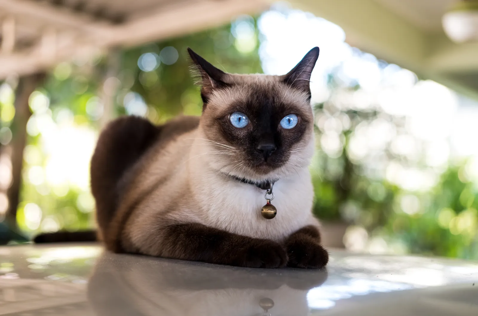 siamese kat met blauwe ogen en een belkraag die buiten rust