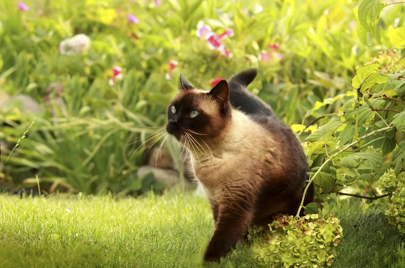 Siamese kat die in achtertuin loopt