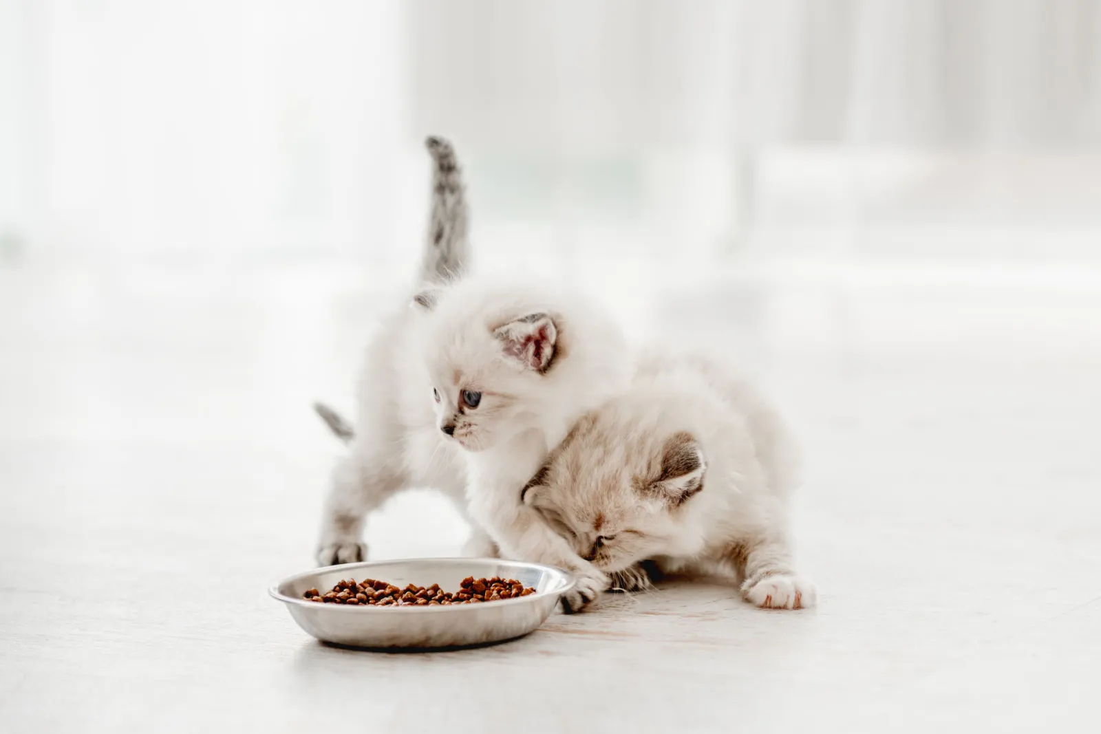 Twee schattige ragdoll kittens die dicht bij metalen kom met voer staan