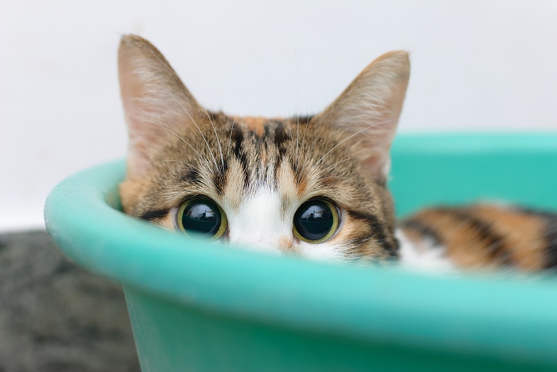 verlegen kat in emmer