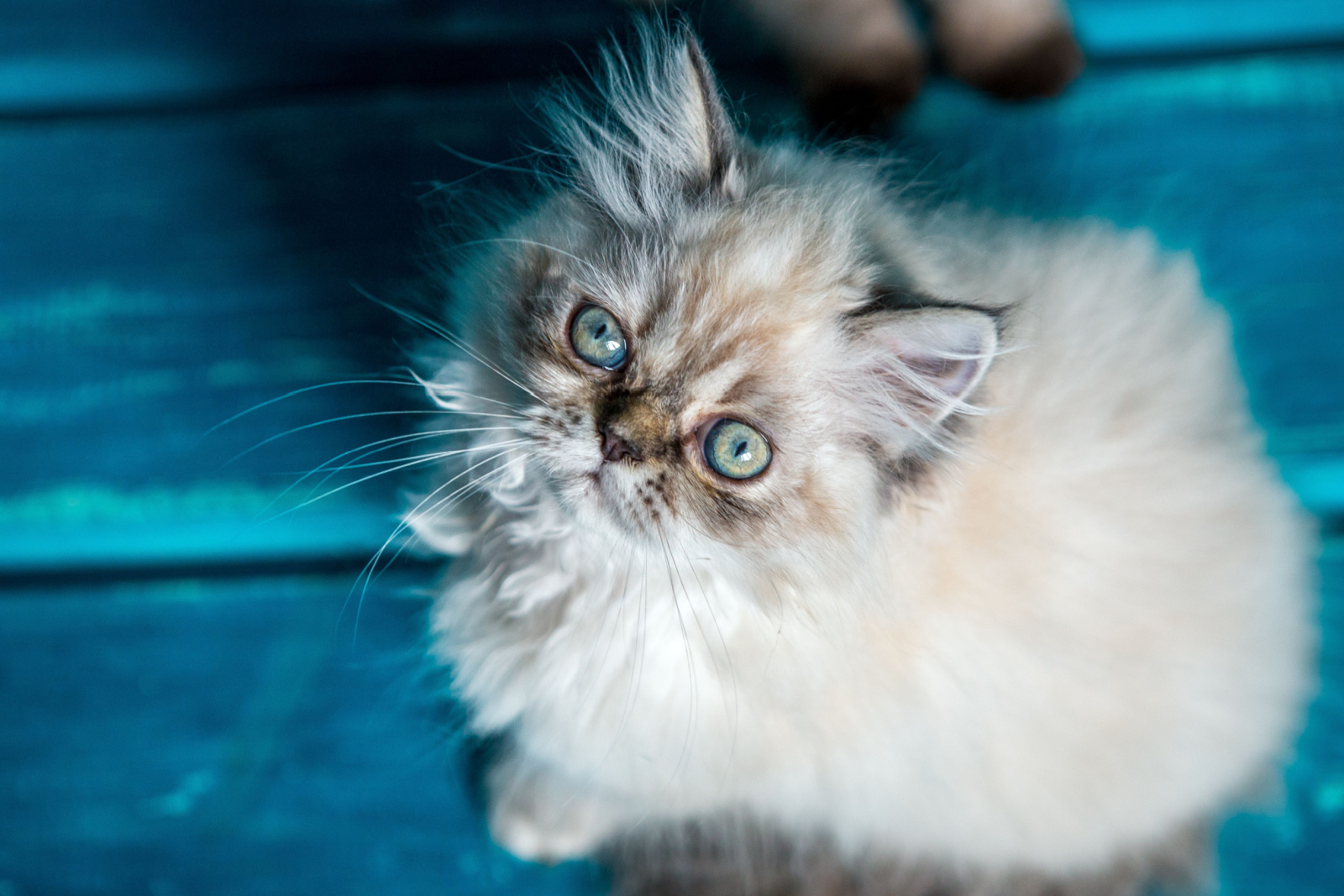 Perzisch kitten op blauwe achtergrond