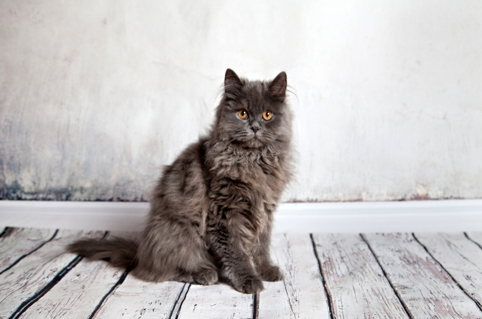 portret van een Perzische kat