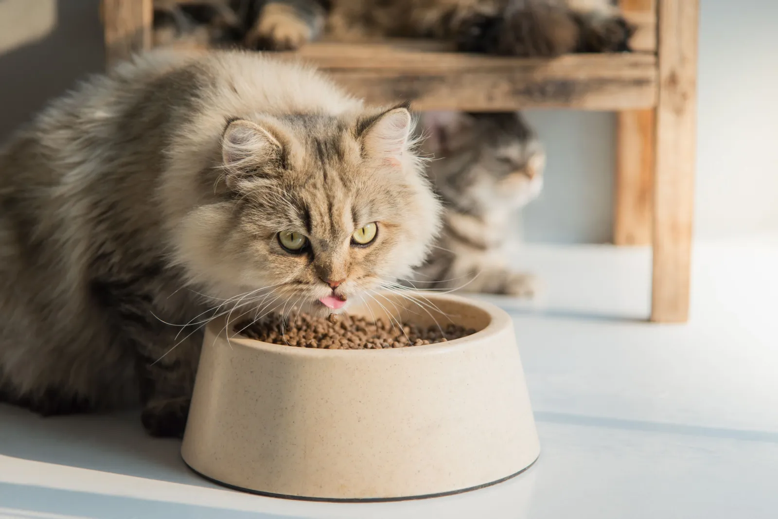 Leuke Perzische kat die droogvoer eet op witte vloer