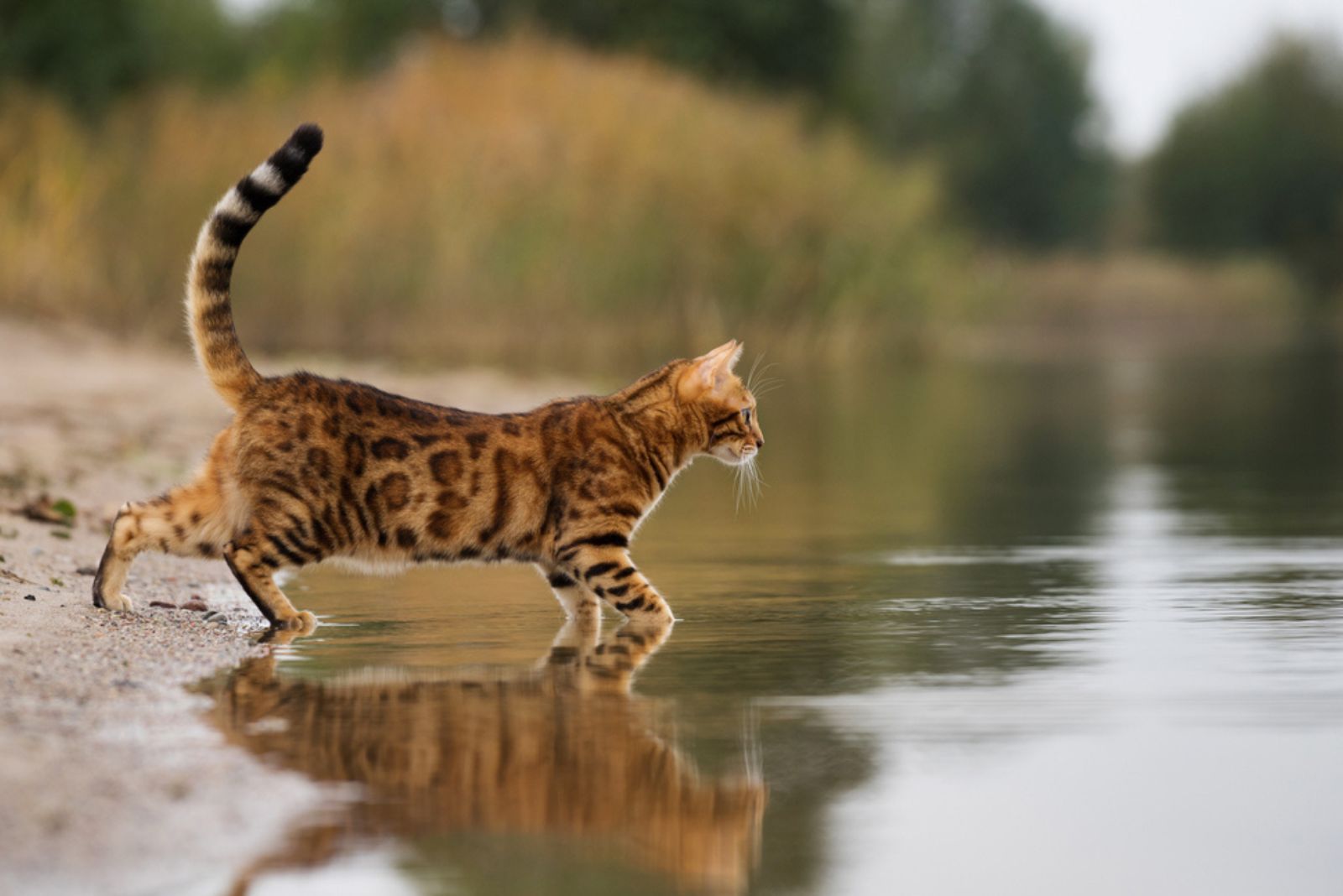een bengaalse kat gaat het water in